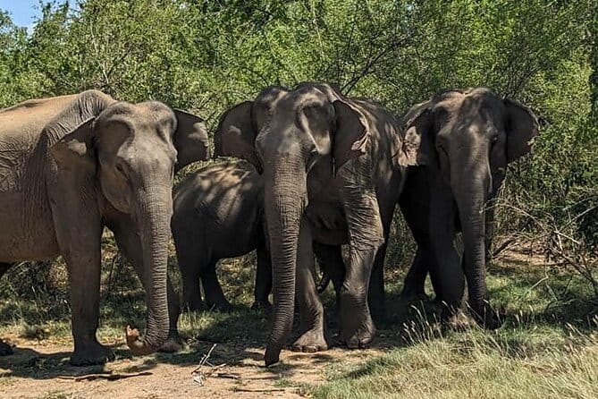 Yala National Park Morning or Afternoon Leopard Safari - The ride from your hotel to Yala