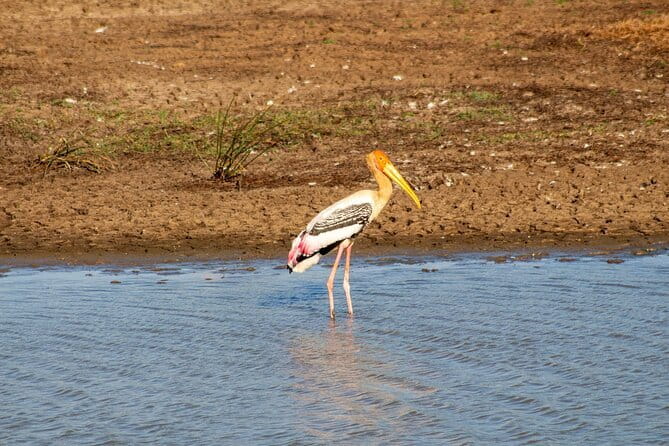 Yala National Park Morning or Afternoon Leopard Safari - Morning or afternoon: choosing your departure