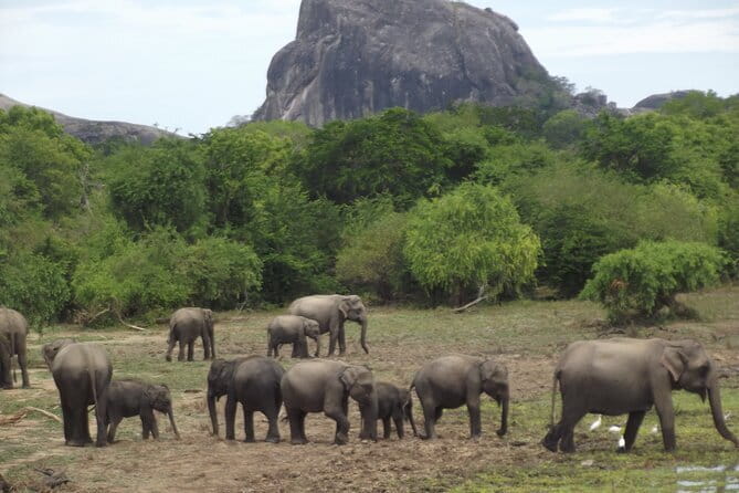 Yala National Park Morning or Afternoon Leopard Safari - Conservation claims and the local connection