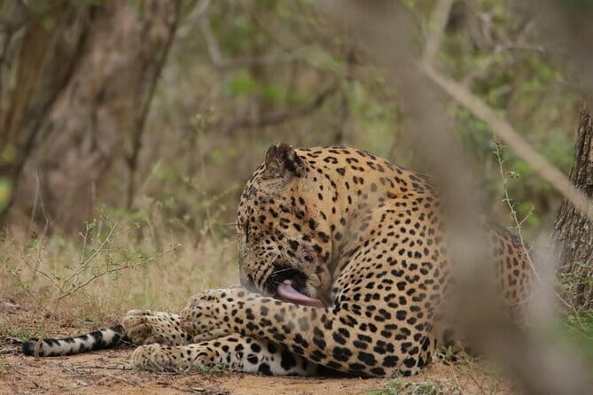 Yala National Park Morning or Afternoon Leopard Safari - Entering Yala National Park for four hours