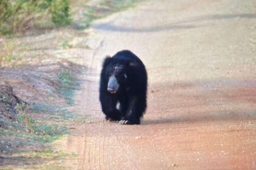 Yala National Park: Morning or Afternoon Safari ( 5 h ) - The leopard question: hope, but keep it realistic