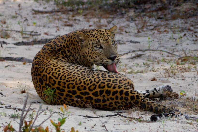 Yala National Park: Morning or Afternoon Safari ( 5 h ) - Jeep comfort and the importance of safe driving