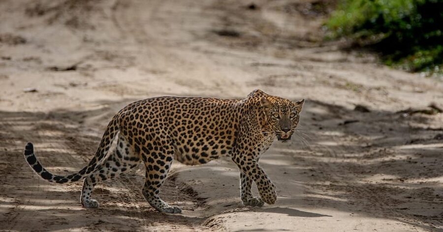 Yala National Park: Morning or Afternoon Safari ( 5 h ) - Guides who add value to the wildlife search