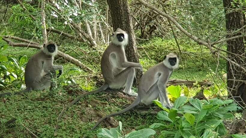 Yala National Park: Morning or Afternoon Safari ( 5 h ) - What the $11 price really means