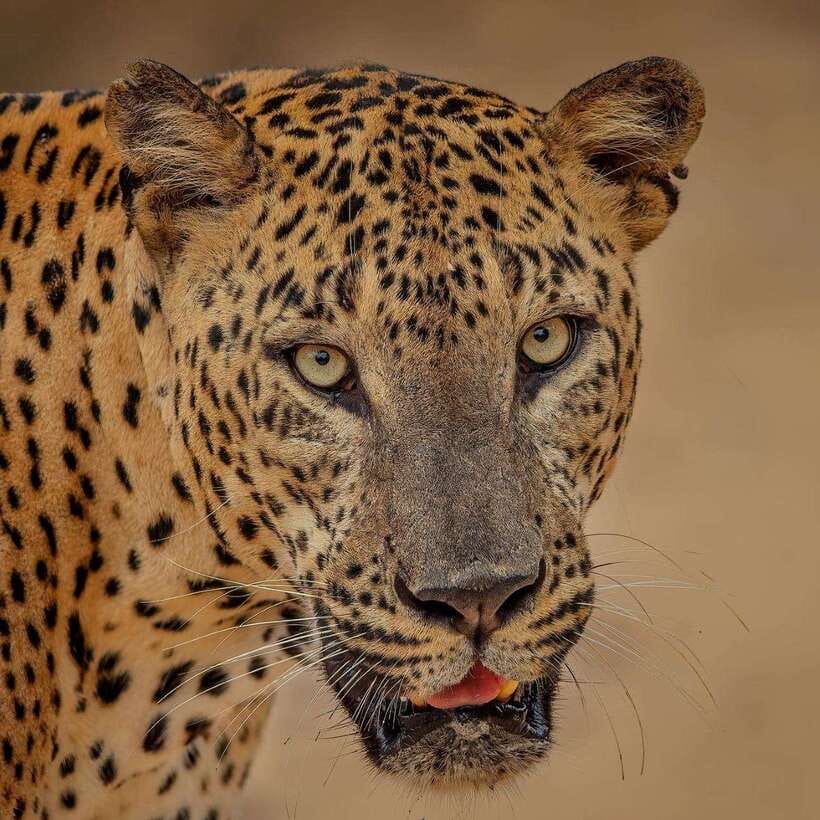 Yala National Park: Morning or Afternoon Safari ( 5 h ) - Four hours among Yala’s animals