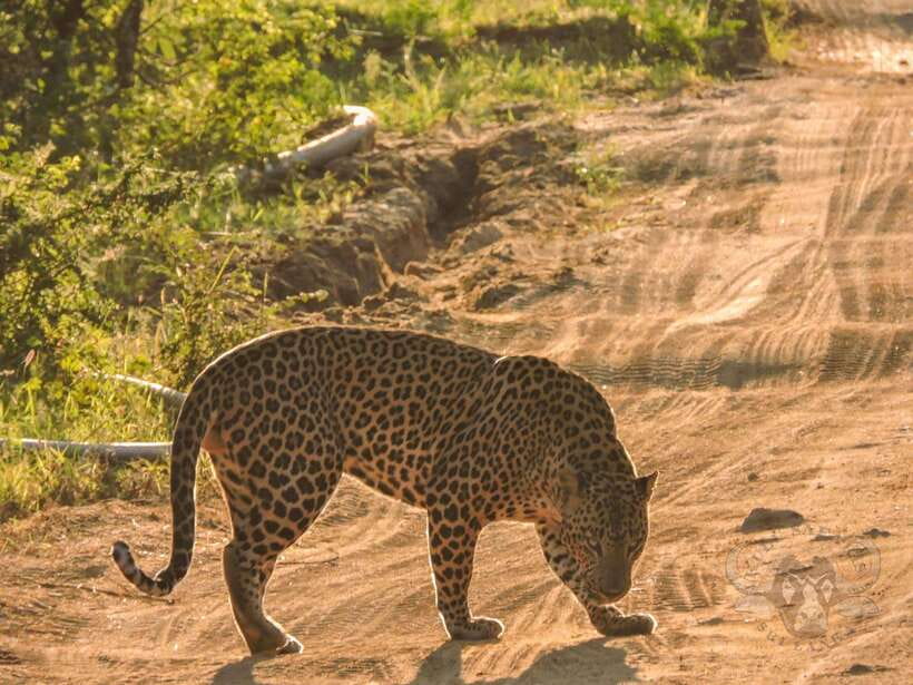 Yala National Park: Morning or Afternoon Safari Tour (5 h) - Key points to know before booking