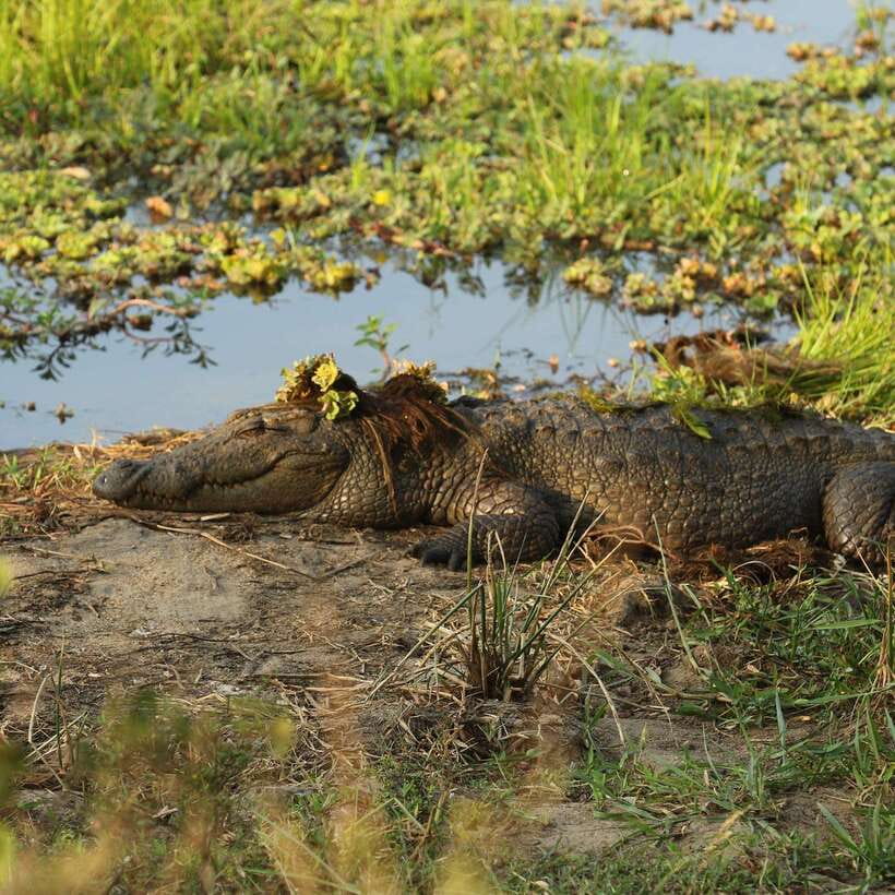 Yala National Park: Morning or Afternoon Safari Tour (5 h) - Choosing sunrise or afternoon in Yala