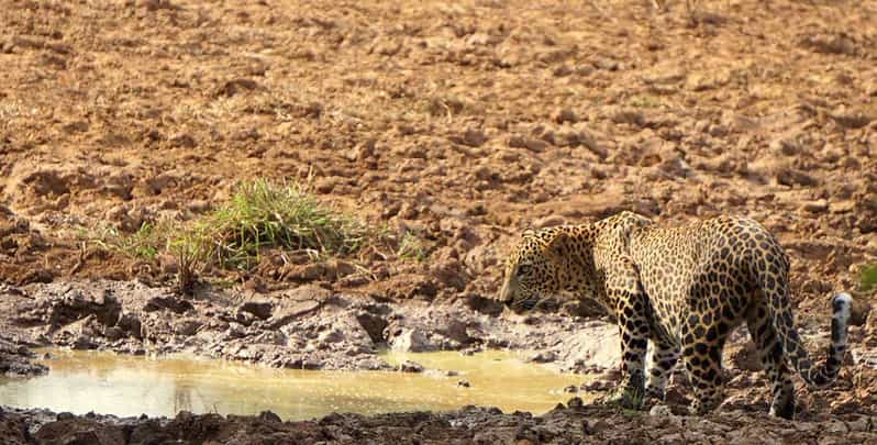 Yala National Park: Morning or Afternoon Safari Tour (5 h) - Inside the 4x4: how the safari works