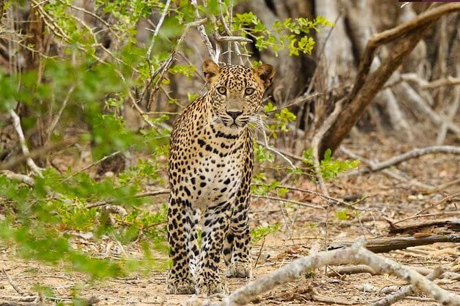 Yala National Park Private Jeep Safari From Colombo & Negombo - Why this Yala trip takes the whole day