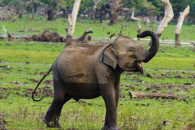 Yala National Park Private Jeep Safari From Colombo & Negombo - The drive from Colombo or Negombo to Tissamaharama