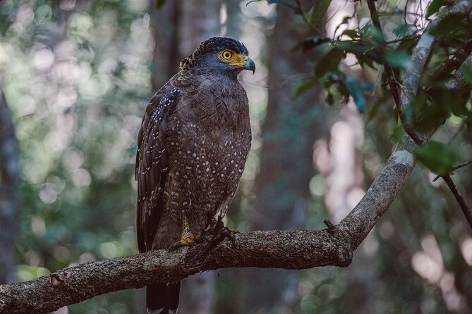 Yala National Park Private Safari - Meeting at Palatupana at 5:30 am or 2:30 pm