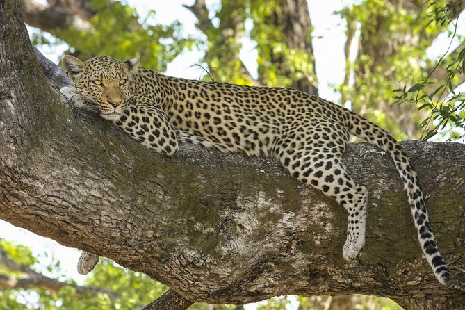 Yala National Park Private Safari - The animals you may see in Yala