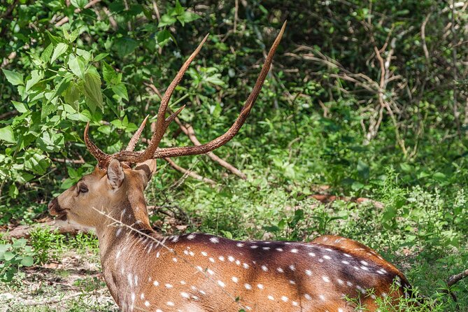 Yala National Park Private Safari - Does the $89 price offer good value?