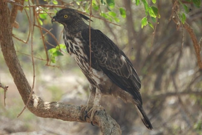 Yala National Park Private Safari - Who will enjoy this safari most?
