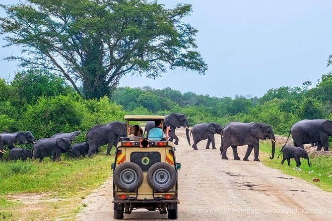 Yala National Park Private Safari (All Inclusive) From Mirissa - Why the 4:00 am start matters