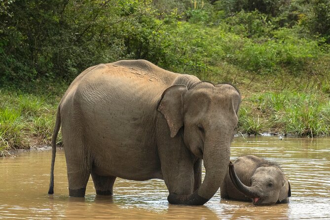 Yala National Park Private Safari Tour - Key points to know before you book