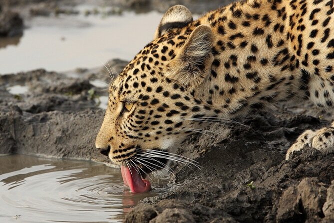 Yala National Park Private Safari Tour - Why Yala National Park is worth your day