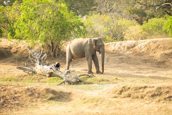 Yala National Park Private Safari Tour - The chauffeur-guide is central to the experience