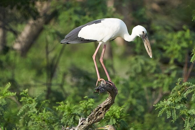 Yala National Park Private Safari Tour - Booking tips that can save you trouble