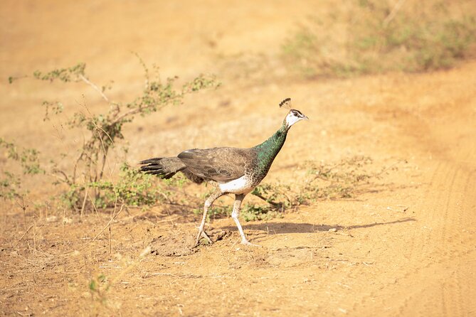 Yala National Park Private Safari Tour - A private jeep changes the feel of the safari