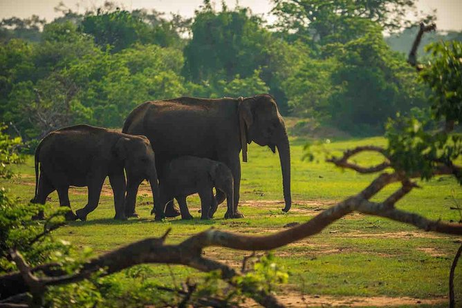 Yala National Park Private Safari trip from Galle/Unawatuna/Mirissa - Quick points before you book