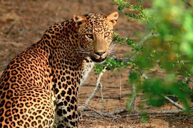 Yala National Park Private Safari trip from Galle/Unawatuna/Mirissa - What the guide and driver add to the day