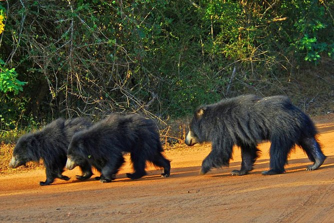 Yala National Park Private Safari trip from Galle/Unawatuna/Mirissa - Is $200 good value for this private safari?
