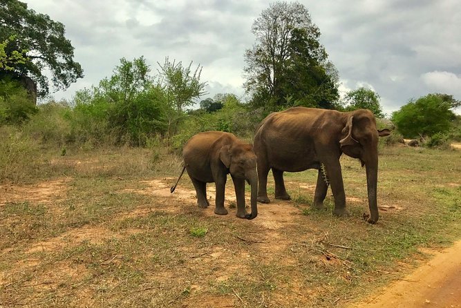 Yala National Park Private Safari trip from Galle/Unawatuna/Mirissa - The 3 a.m. pickup and long road south