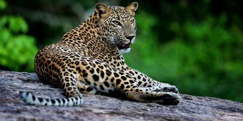 Yala National Park: Safari Experience at Dawn or Dusk - Entering a 979-square-kilometer sanctuary