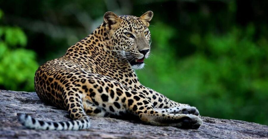 Yala National Park: Safari Experience at Dawn or Dusk - The sunset payoff