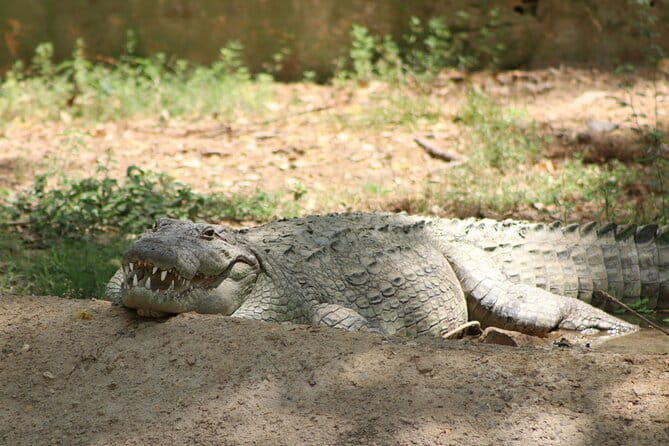 Yala National Park Safari |From Hambantota Port (Shore Excursion) - Leaving Hambantota Port for Yala