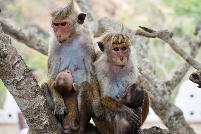 Yala National Park Safari |From Hambantota Port (Shore Excursion) - Is $75 good value from a cruise ship?