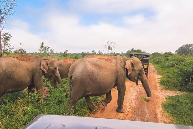 Yala National Park Safari from Hambantota port (Shore Excursion) - Comfort in the jeep and what is included