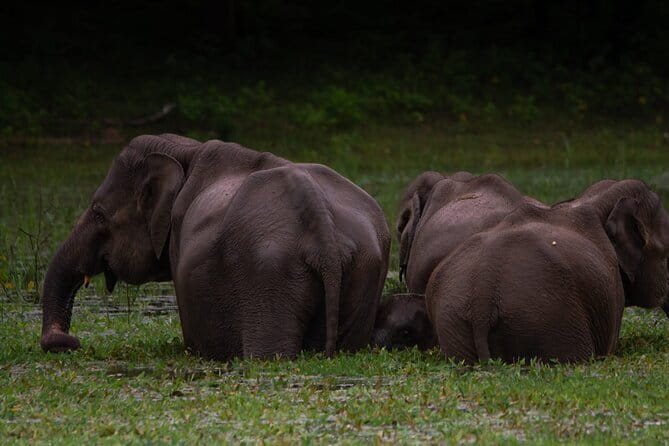 Yala National Park Safari from Hambantota port (Shore Excursion) - Cancellation and practical booking advice