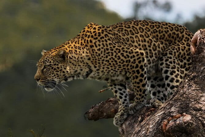 Yala National Park Safari |From Hambantota Port (Shore Excursion) - Animals you might see in Yala