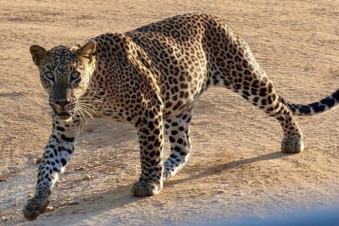 Yala National Park Safari from Hambantota Seaport - Timing, comfort, and the bathroom problem