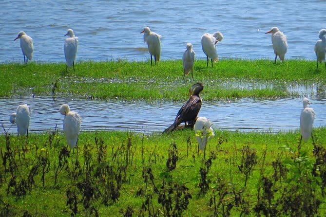 Yala National Park Safari from Hambantota Seaport - The price and what you actually receive
