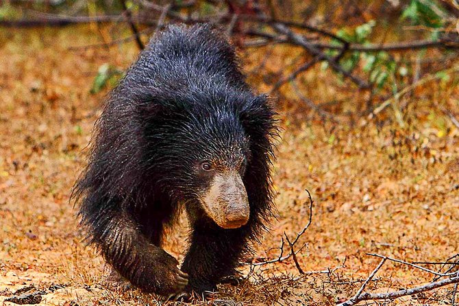 Yala National Park Safari from Weligama - Why a private Yala safari from Weligama makes sense