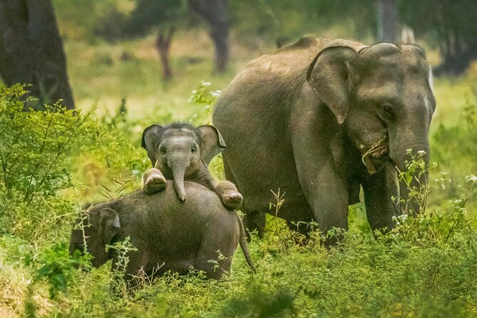 Yala National Park Safari from Weligama - Lunch near Yala, at your own cost