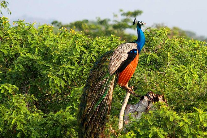 Yala National Park Safari from Weligama - What the three-hour jeep drive is really like