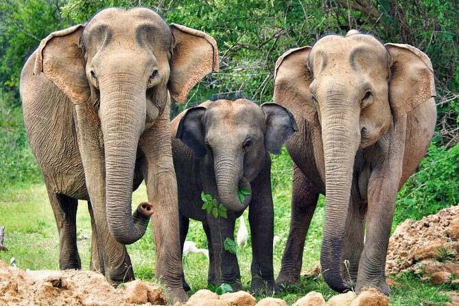 Yala National Park Safari from Weligama - Wildlife highlights, with realistic expectations