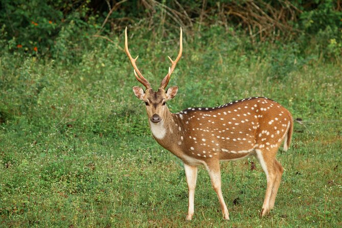 Yala National Park Safari from Weligama - Cost, inclusions, and what you still pay