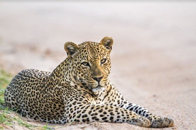 Yala National Park Safari - Half day and Full day - Key points to know before booking