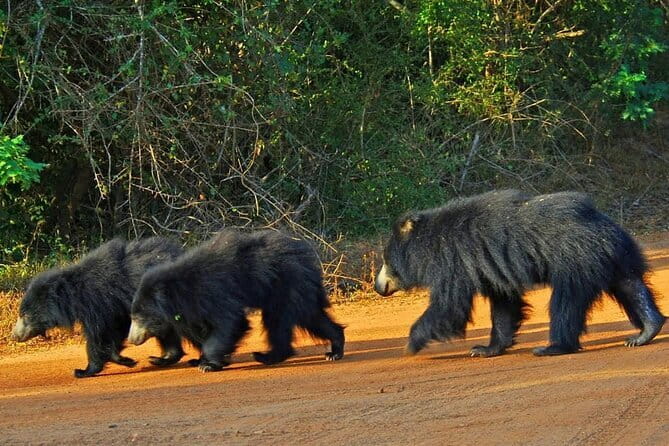 Yala National Park Safari - Half day and Full day - The 4WD jeep and private setup