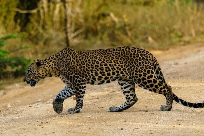 Yala National Park Safari - Half day and Full day - What the longer and full-day options add