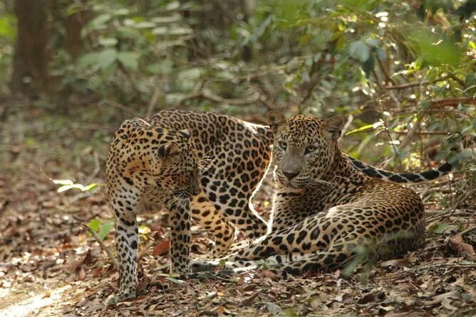 Yala National Park Safari - Half day and Full day - Price and value at $20