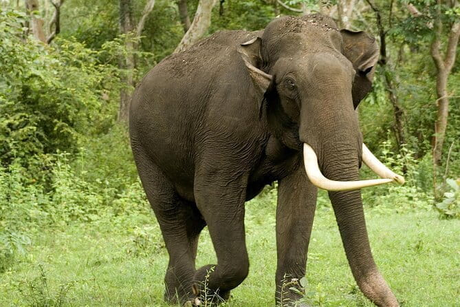 Yala National Park Safari - Half day and Full day - A practical look at the half-day option