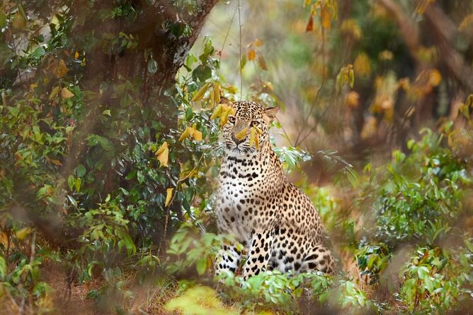 Yala National Park Safari | Jeep with Tickets - Key points before you book