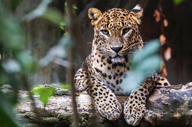 Yala National Park Safari | Jeep with Tickets - What the four-hour park ride feels like
