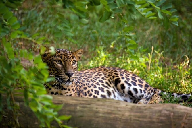 Yala National Park Safari | Jeep with Tickets - The private jeep setup and what it means
